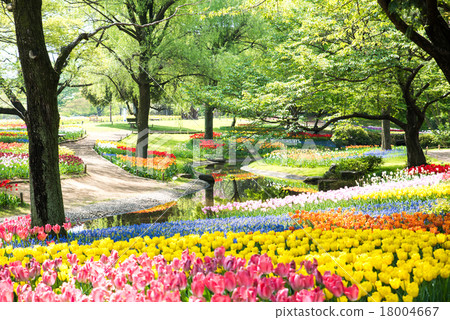 國家昭和紀念公園的鬱金香 國家昭和紀念公園的鬱金香 18004667
