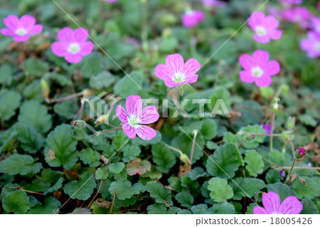 Erodium·Barrierville 18005426
