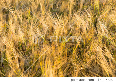 Wheat field 18006280