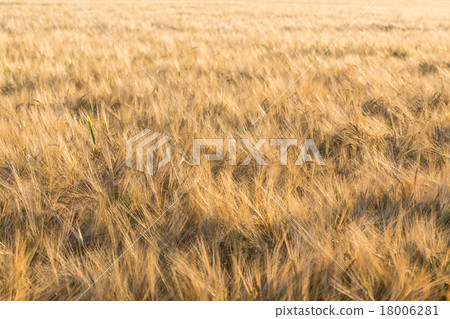 Wheat field 18006281