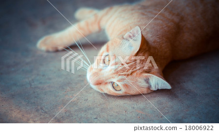 Stray cat lying in wait with hope. Stray cat lying in wait with hope. 18006922