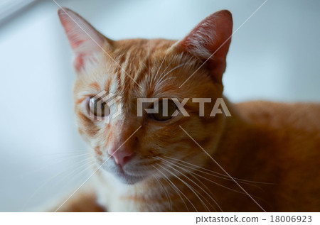 Stray cat lying in wait with hope. Stray cat lying in wait with hope. 18006923