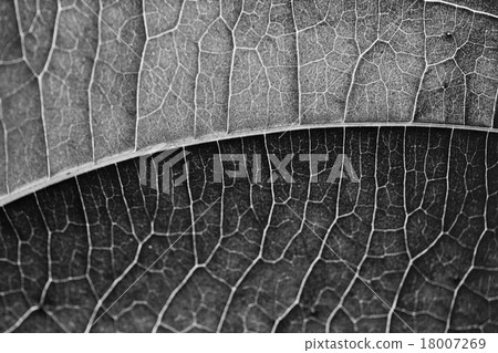 Black and White Leaf 18007269