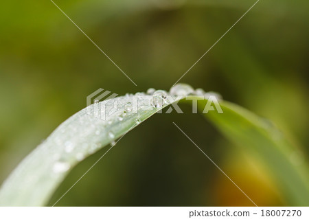 water drops on the green grass 18007270