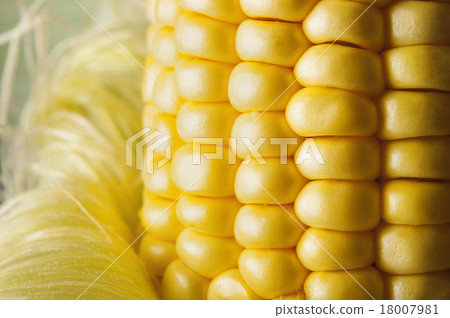 corn on white background 18007981