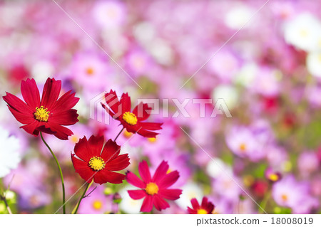 桃紅色和紅色波斯菊花 桃紅色和紅色波斯菊花 18008019