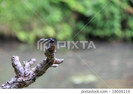 鹽卡拉通博 18008119