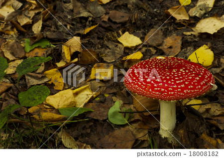 秋天的蘑菇 18008182
