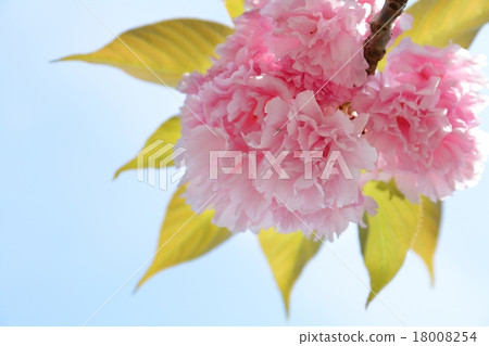 SATO ZAKURA 18008254