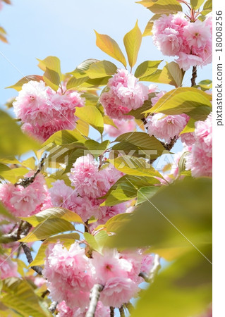 佐藤ZAKURA 佐藤ZAKURA 18008256