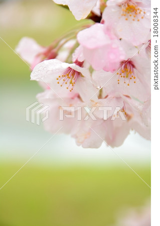 Cherry blossoms on rainy day 18008344