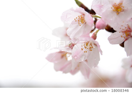 Cherry blossoms on rainy day 18008346