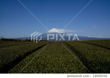 富士山和茶園 富士山和茶園 18008392