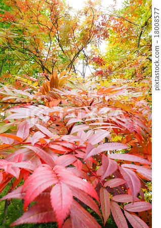 秋天的樹葉 秋天的樹葉 18008577