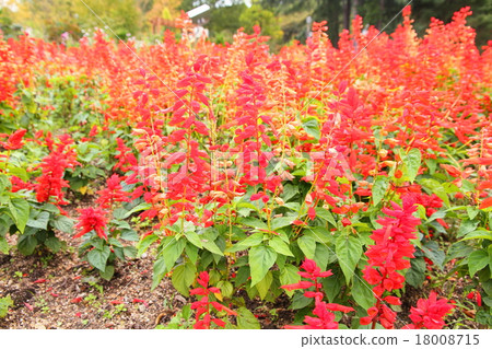 Salvia Splendens flowers 18008715