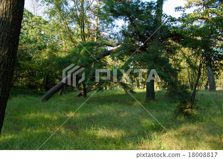 Oblique trees in the forest 18008817