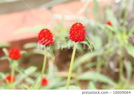 Sennichikou花 18009064