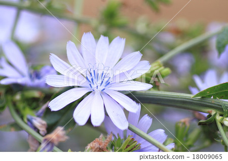 菊苣花 18009065