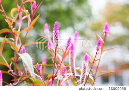 Nogeitou花 18009066