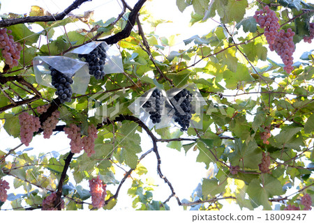 Campbell Early Campbell Early 18009247