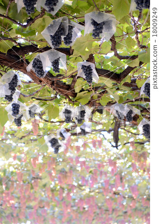 Campbell Early 18009249