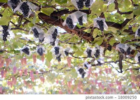 Campbell Early 18009250