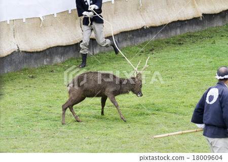 角落切割的鹿 18009604