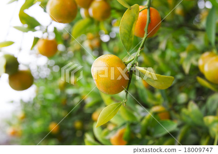 橘子 18009747