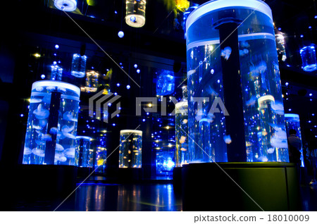 Jellyfish rumble 18010009