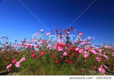 Cosmos 7811 Cosmos 7811 18010029