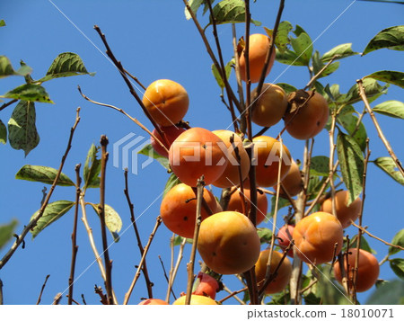 persimmon 18010071