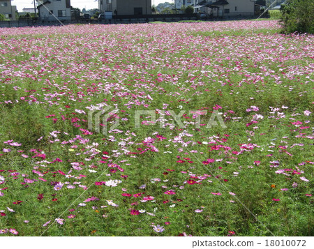  Cosmos field 18010072