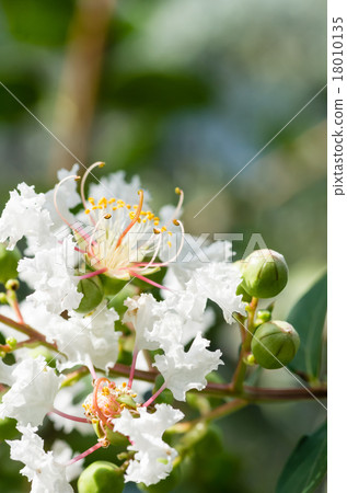 White crape myb flower 18010135