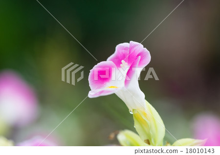 Torenia 18010143