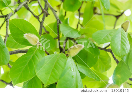 Haku Mukuren的花蕾 18010145