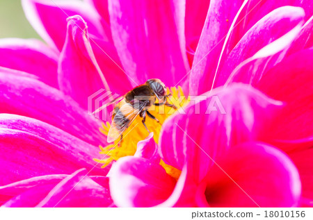 Stock Photo: compound eyes, giant hoverfly, pink