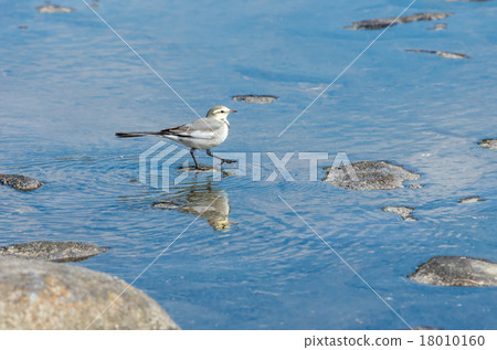 The female of the cabbage 18010160