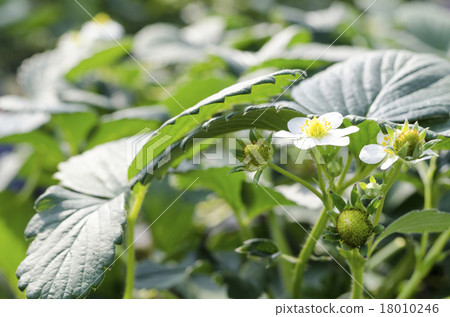 草莓花和未成熟的草莓 18010246