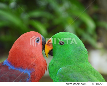 parrots peen together parrots peen together 18010270