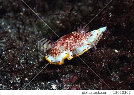 Sarasa Numi sewing through sandy ground 18010302