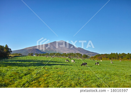 Dairy cows grazing at Asama Farm in Kita Karuizawa 18010397