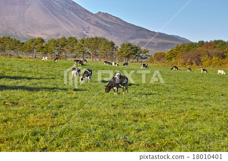 Dairy cows grazing at Asama Farm in Kita Karuizawa Dairy cows grazing at Asama Farm in Kita Karuizawa 18010401