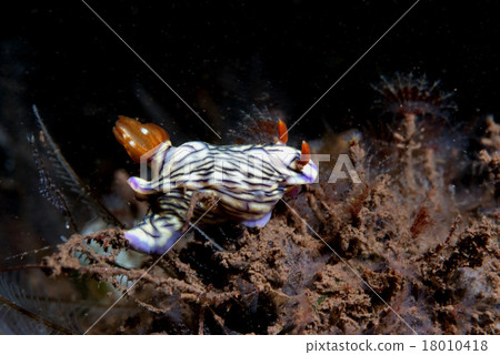 巴厘島Ilemius研究員 18010418