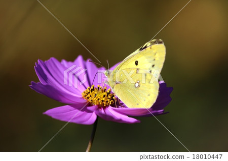 Butterfly Butterfly Butterfly Butterfly 18010447