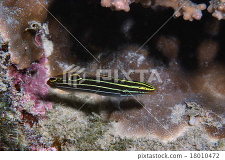 Goby's friend, Kinsenhaze Goby's friend, Kinsenhaze 18010472