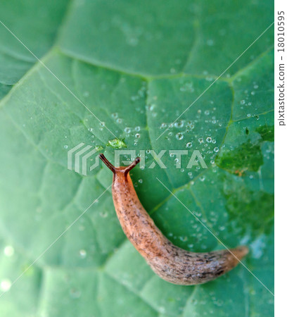 snail invasion 18010595