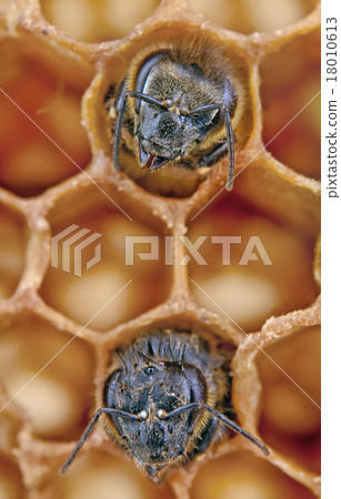 two yong bees 18010613