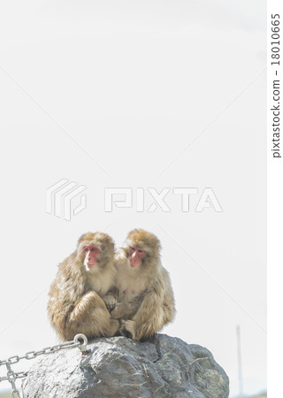 A monkey 18010665