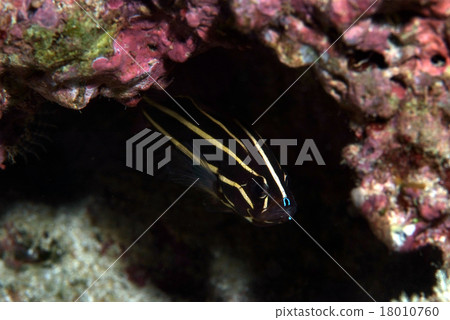 Nunosarashi of rocks Nunosarashi of rocks 18010760