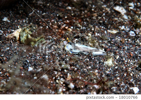 The sandy southern blue sky 18010766